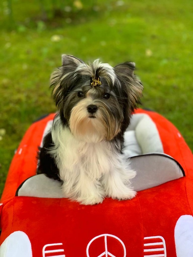 купить бивер йорка