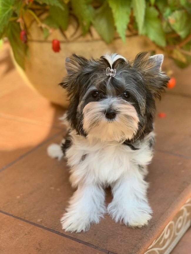 купить бивер йорка