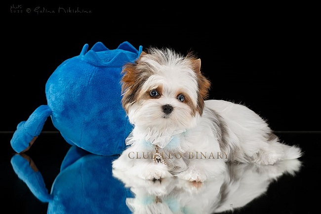 купить бивер йорка