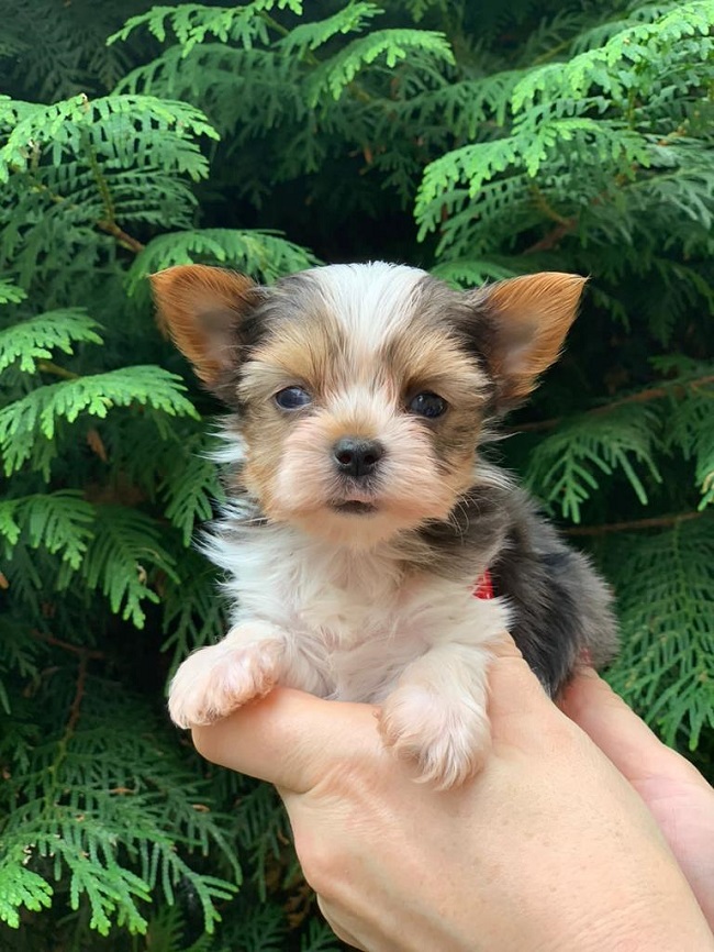 купить йорка в питомнике