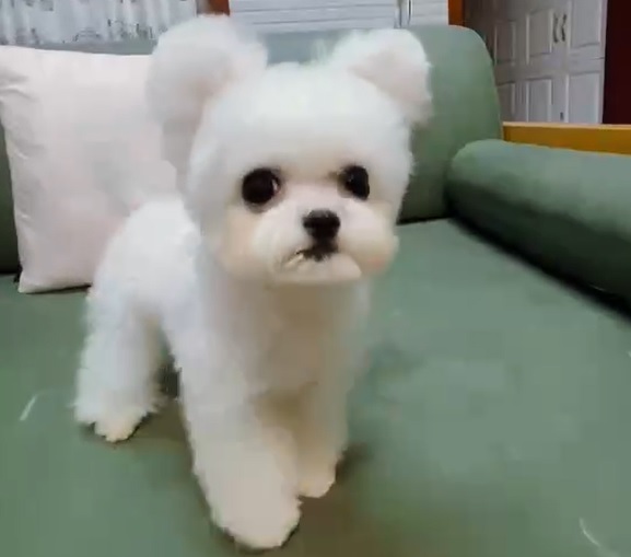 купить щенка бишон-фризе