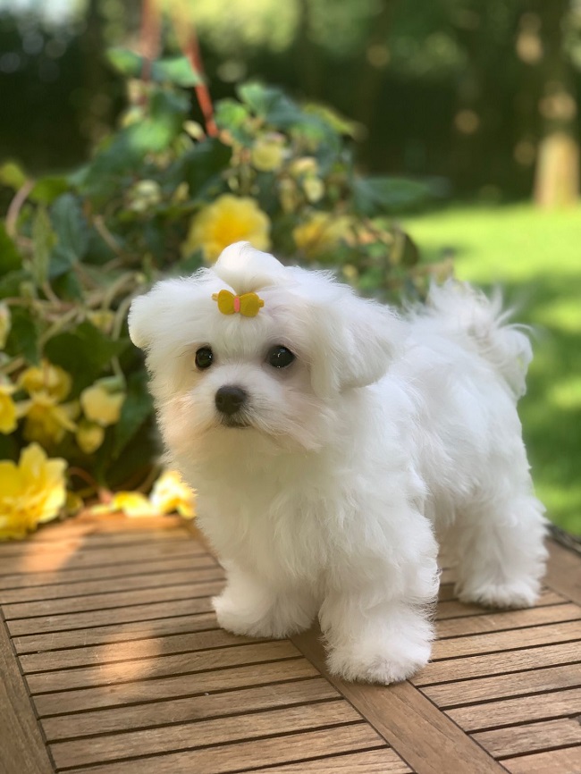 купить щенка бишон-фризе