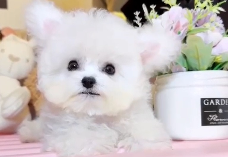 купить щенка бишон-фризе