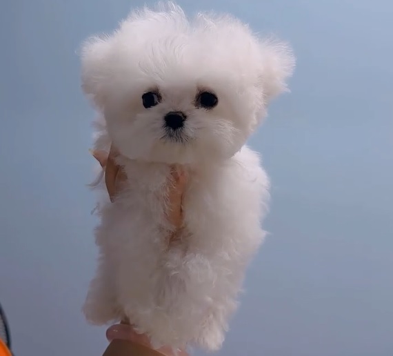 купить щенка бишон-фризе