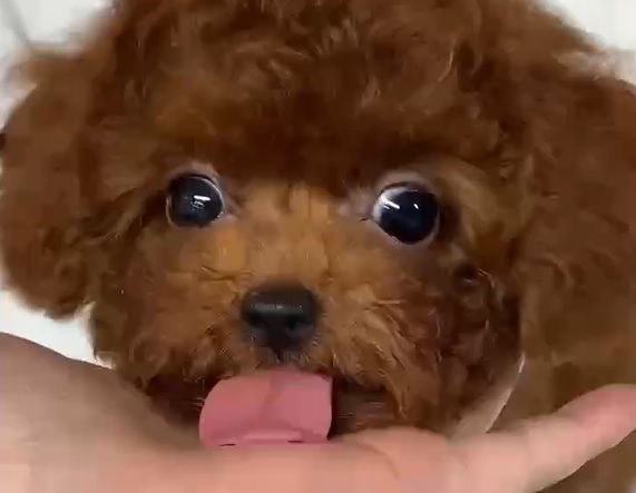 тедди пудель