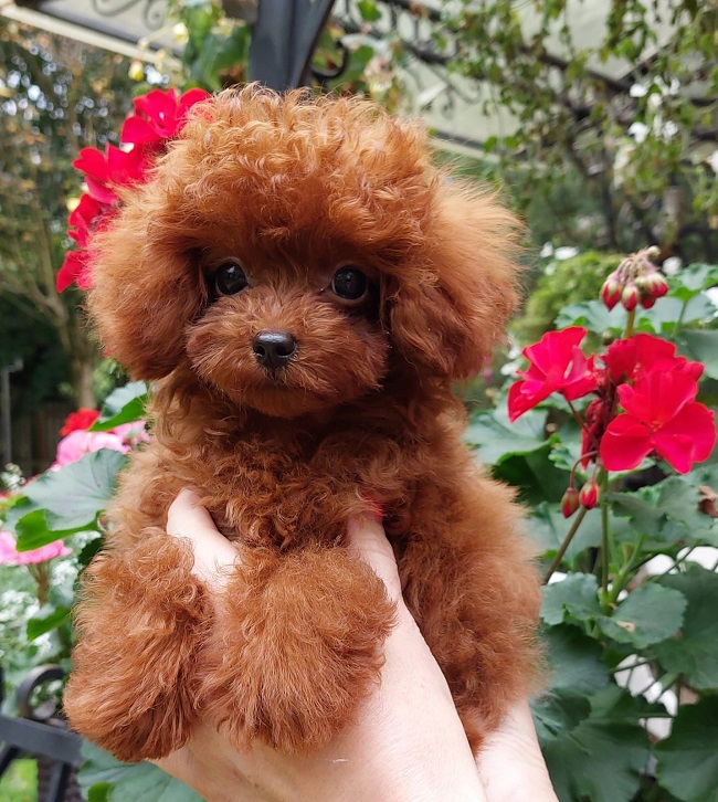 тедди пудель