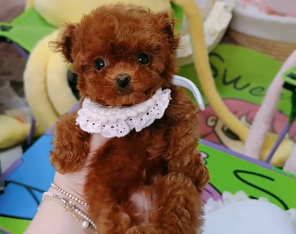 тедди пудель