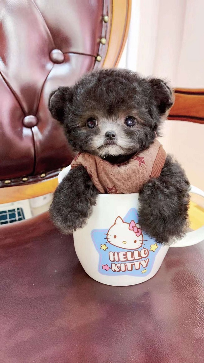 тедди пудель