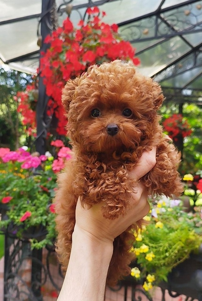 купить тикап тедди пудель