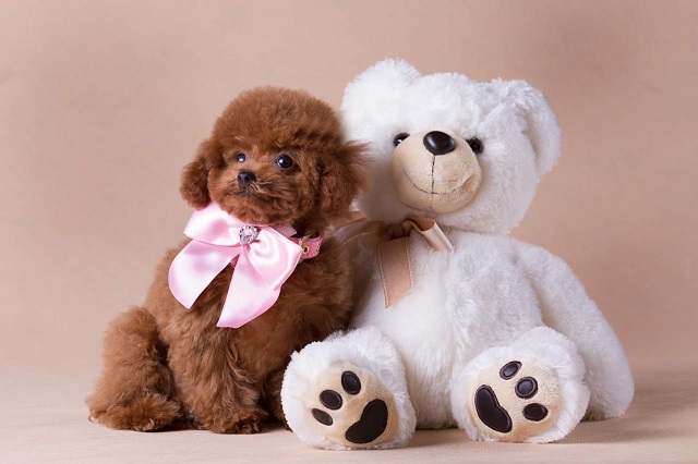 микро пудель