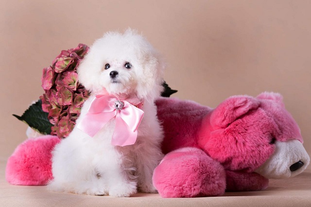 микро пудель