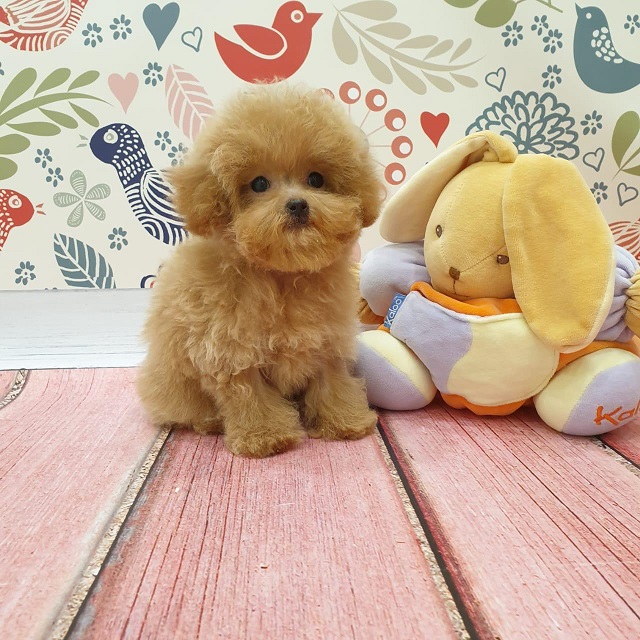 микро пудель