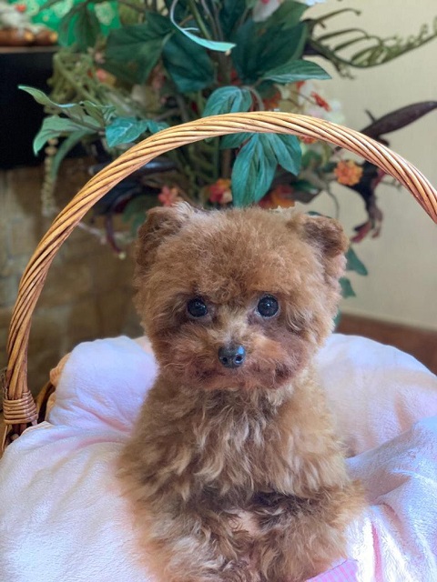 тедди пудель