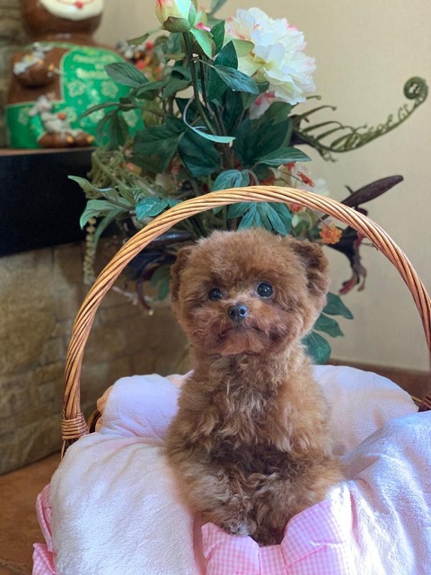 тедди пудель