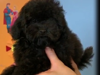 микро пудель