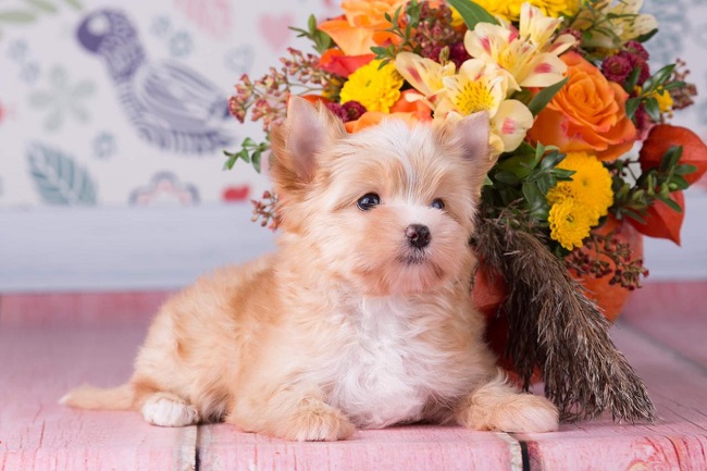 йоркширский терьер