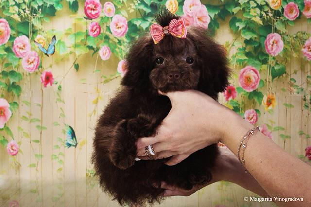 микро пудель