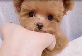 микро пудель