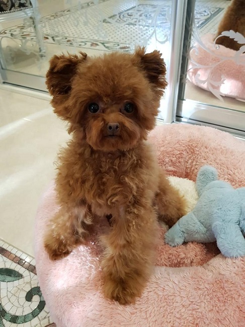 микро пудель