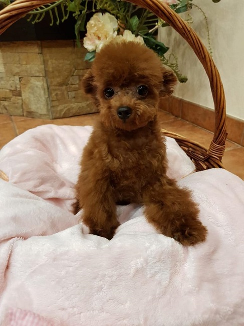 микро пудель