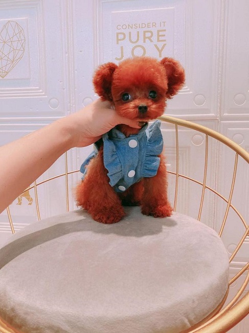 микро пудель