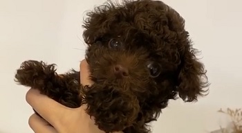 микро пудель