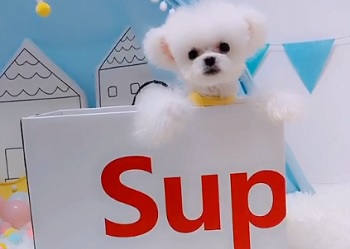 микро пудель