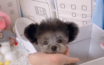 микро пудель