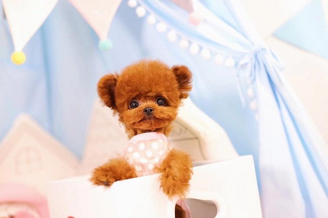 микро пудель