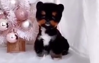 микро пудель