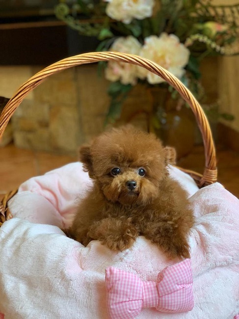 микро пудель