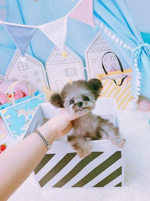 микро пудель