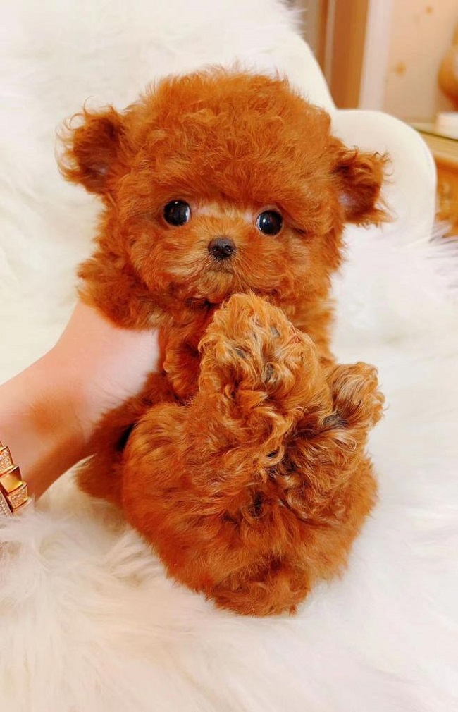 тедди пудель