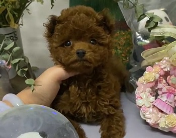 тедди пудель