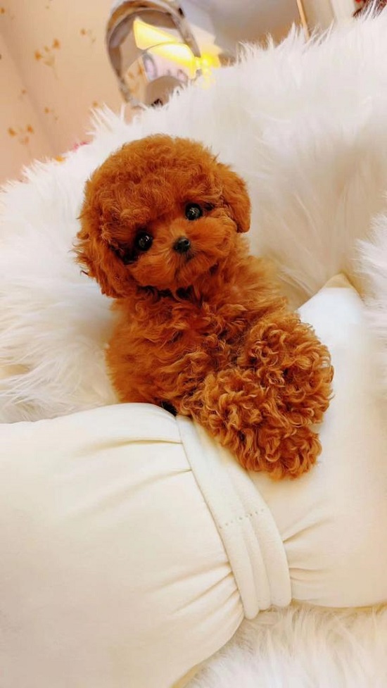 тедди пудель