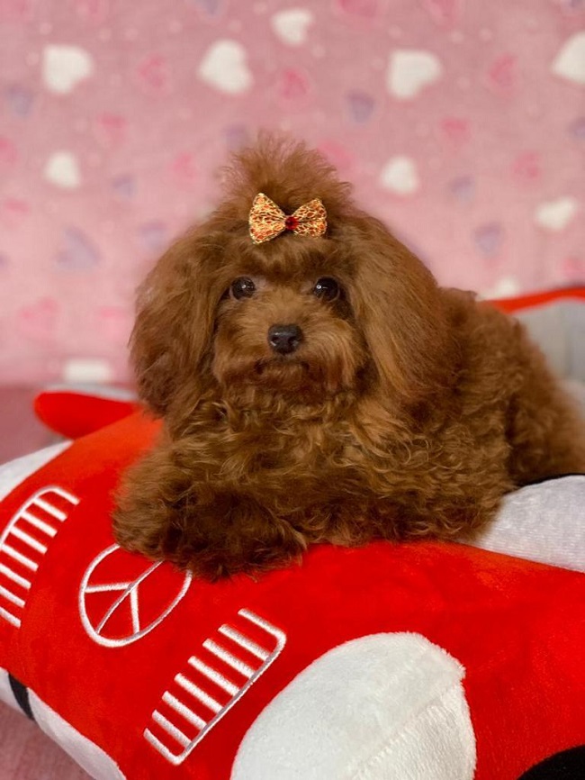 тедди пудель