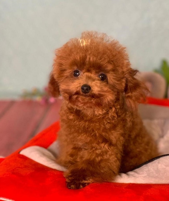 тедди пудель