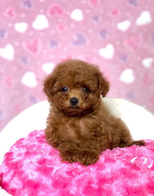 тедди пудель