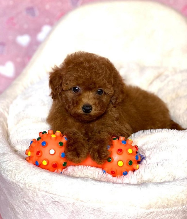 тедди пудель