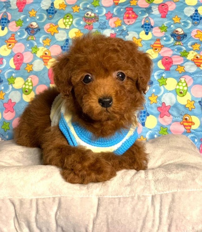 тедди пудель