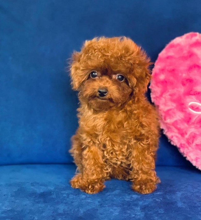 тедди пудель