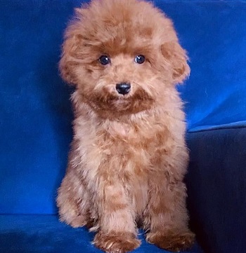 тедди пудель