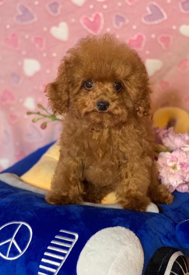 тедди пудель