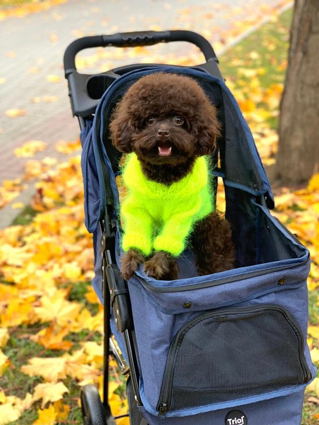 тедди пудель