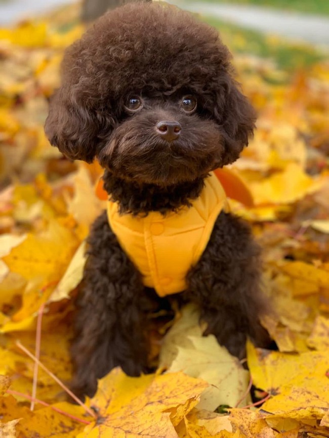 тедди пудель