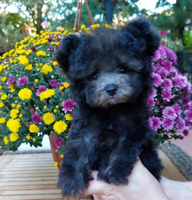 тедди пудель