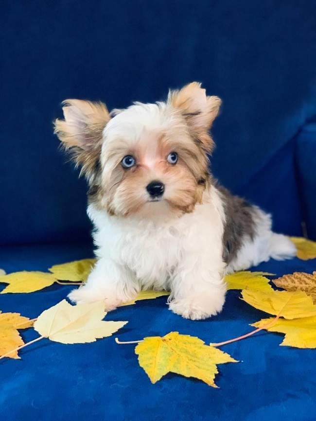 Blueberry йоркширский терьер