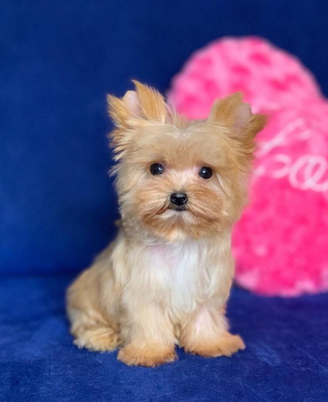 купить йорка в питомнике