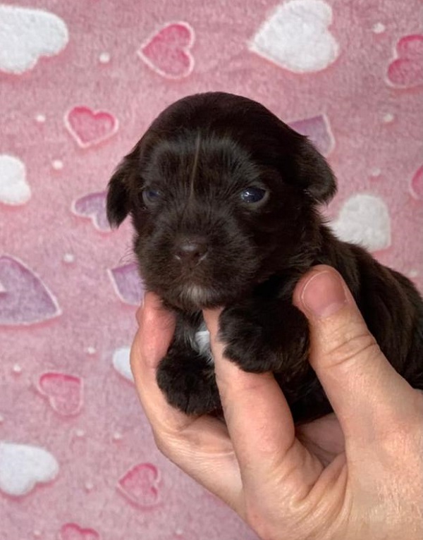 купить шоколадного йорка