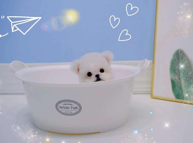 купить щенка бишон-фризе